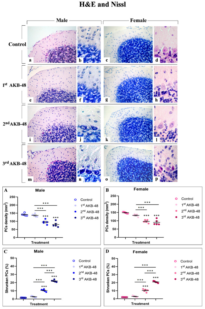 Histological staining with hematoxylin and eosin ((a,e,i,m) 40×; (d,h,l,p) 100×) and Nissl staining ((c,g,k,o) 40×; (b,f,j,n) 100×) of the cerebellar cortex from male and female mice, either untreated (control) or treated with increasing doses of AKB-48. Control (a–d), 1st AKB-48 dose (e–h), 2nd AKB-48 dose (i–l), and 3rd AKB-48 dose (m–p). The histograms show the analysis of PC density (mm2) in male and female mice (Panels (A) and (B), respectively), as well as the percentage of shrunken PCs (Panels (C) and (D) for males and females, respectively). *** p < 0.001. n = 5/group.
