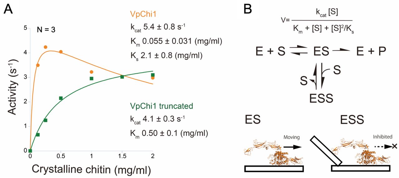Biochemical activities of VpChi1 and VpChi1-truncated.(A) Activity plots of VpChi1 and VpChi1-truncated as a function of crystalline chitin concentration. Data are presented as mean ± fitting error. (B) Schematic representation of the substrate inhibition mechanism proposed for VpChi1.
