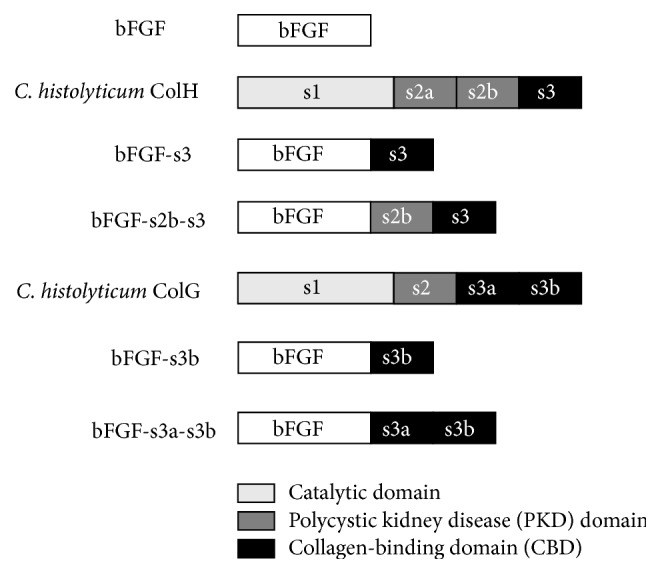 Structures of the four collagen-binding-basic fibroblast growth factor constructs.