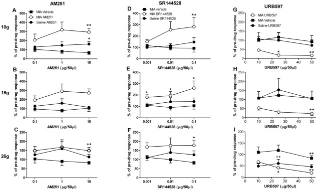Effects of spinal administration of the spinal cannabinoid 1 (CB1) receptor antagonist AM251 (0.1–10 μg/50 μl) (A–C), the CB2 receptor antagonist SR144528 (0.001–0.1 μg/50 μl) (D–F), and the fatty acid amide hydrolase (FAAH) inhibitor URB597 (10–50 μg/50 μl) (G–I). Spinal administration of AM251 produced greater facilitation of 10 gm– and 15 gm–evoked responses of spinal neurons in mono-iodoacetate (MIA)–treated rats (n = 6 neurons in 6 rats) compared with saline-treated rats (n = 6 neurons in 6 rats). Spinal administration of SR144528 significantly facilitated mechanically (10–26 gm) evoked responses of wide dynamic range (WDR) neurons in MIA-treated rats (n = 6 neurons in 6 rats) but not saline-treated rats (n = 6 neurons in 6 rats). Spinal administration of URB597 significantly inhibited 10 gm– and 15 gm–evoked responses of WDR neurons in MIA-treated rats (n = 7 neurons in 7 rats) but not saline-treated rats (n = 7 neurons in 7 rats), whereas 26 gm–evoked responses of WDR neurons were inhibited by URB597 in both MIA-treated and saline-treated rats. Data are expressed as mean and SEM maximal percent of the control response. ∗ = P < 0.05, ∗∗ = P < 0.01 versus vehicle in MIA-treated rats; + = P < 0.05, ++ = P < 0.01 versus vehicle in saline-treated rats, by Mann-Whitney test.
