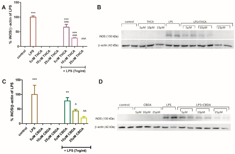 CBDA and THCA reduce iNOS protein expression in BV2 cells. BV2 cells were incubated for 22 h with LPS (7 ng/mL) with or without THCA (A,B) or CBDA (C,D) at different concentrations (5, 10, 25 µM). SDS-PAGE and Western blot analysis were performed using antibodies against iNOS and β-actin. The immunoblot images represent two independent experiments. Semi-quantitative analysis (A,C) was performed using Image J 1.43m software. Data are presented as means ± SEM (n = 4). Statistical significance was determined using one-way ANOVA followed by Tukey–Kramer multiple comparisons post hoc test. *** p < 0.001 vs. control, ** p < 0.01 vs. control, ^^^ p < 0.001 vs. LPS, ^^—p < 0.01 vs. LPS. ^—p < 0.05 vs. LPS.
