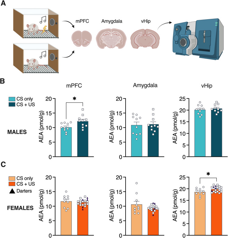 Fear conditioning induces sex- and location-specific increases in AEA.A Experimental design for liquid chromatography/tandem mass spec quantification of AEA after fear conditioning. B Fear conditioned males exhibited elevated AEA levels in mPFC. C Fear conditioned females exhibited elevated AEA in vHip only. Darters were evenly distributed throughout fear conditioned samples for all brain regions assayed. *p < 0.05 compared to CS only controls.