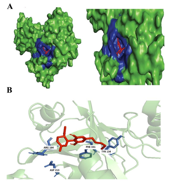 Docking of 1,3-Benzenediol, 2-[3-methyl-6-(1-methylethenyl)-2-cyclohexen-1-yl]-5-pentyl-, (1R-trans)-. (A) Blue-colored region represents non-polar interactions; yellow region represents hydrogen bond (polar interactions). (B) Ligand interactions with labeled residues with blue amino acids (AA) chain; non-polar interactions and yellow; hydrogen bonds.