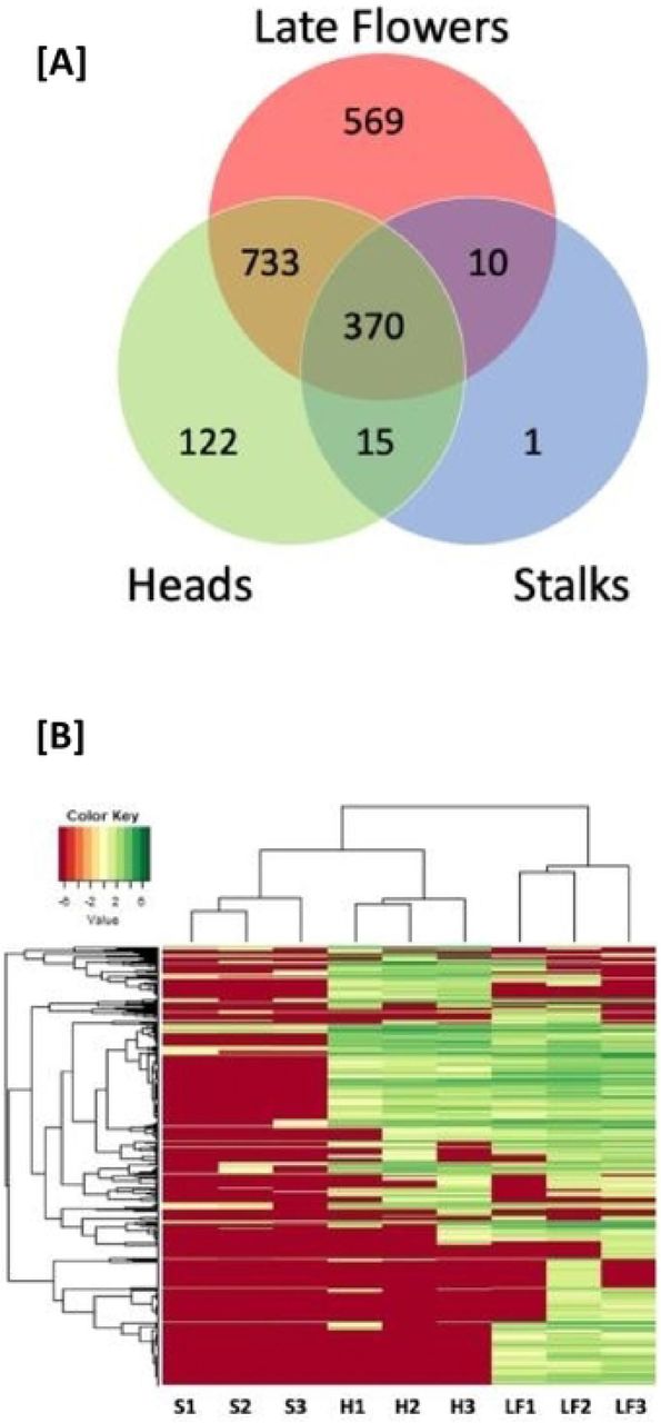[A] Venn diagram comparing the proteins found within the three tissue types: glandular trichome heads, stalks, and late-stage Cannabis sativa flowers.[B] Hierarchical clustering of stalk enriched (S1-3), glandular trichome head (H1-3), and late flower (LF1-3) total spectral counts. The horizontal dendrogram represents the relationship each sample or column has with any other sample in the data set as pertains to that samples combination of spectral signatures. The vertical dendrogram defines the relationship a given protein or row has with any other protein in the data set with respect to abundance across all samples in this dataset.
