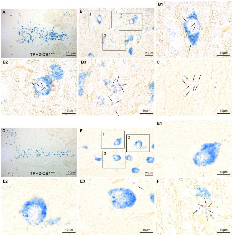 Verification of 5-hydroxytryptamine (5-HT) neuron-specific CB1 loss by in situ hybridization (ISH). (A,D) Overview of the dorsal raphe nucleus (DRN) double-stained for CB1 (red staining) and TPH2 (blue staining) in TPH2-CB1+/+ (A) and TPH2-CB1−/− (D) mice. TPH2 probes were used to define serotonergic neurons. (B,E) Higher magnification of coronal hindbrain sections showing presence or absence of CB1 mRNA in serotonergic neurons in TPH2-CB1+/+ (B) and TPH2-CB1−/− (E) mice. Note that the low expression levels of CB1 (2–7 red dots in a cross-section of a serotonergic neuron) make visualization of coexpression possible only at high magnification (see inserts). In TPH2-CB1−/− mice, less than 1 in 100 serotonergic cell expressed CB1. (B1–B3) Serotonergic neurons expressing CB1 mRNA and (C) a CB1-positive, non-serotonergic neuron in TPH2-CB1+/+. (E1–E3) Serotonergic neurons are devoid of CB1 mRNA in TPH2-CB1−/− mice, but CB1-positive, TPH2-negative neurons (F) are still present. Arrows, Fast Red alkaline phosphatase substrate, representing CB1 mRNA localization.