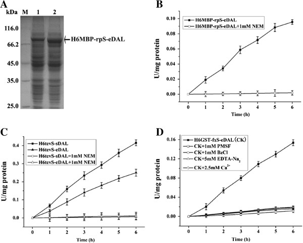 Coupled assay of time course cleavage of the designed fusion protein by proteases. A. SDS-PAGE analysis of expressed His6MBP-rpS-eDAL in E. coli cells. U: uninduced; I: induced. The protein is indicated by the arrow. B. Time course cleavage activity of His6MBP-rpS-eDAL from crude extracts using GST fused R3P by coupled assay in the absence or presence of the inhibitor. C. Coupled assay of time course cleavage of two fusion proteins for eDAL and sDAL from crude extracts by the TEVp variant. D. Coupled assay of time course cleavage of the fusion protein from crude extracts by factor Xa. The activity of DAL partner was used as a control and subtracted.