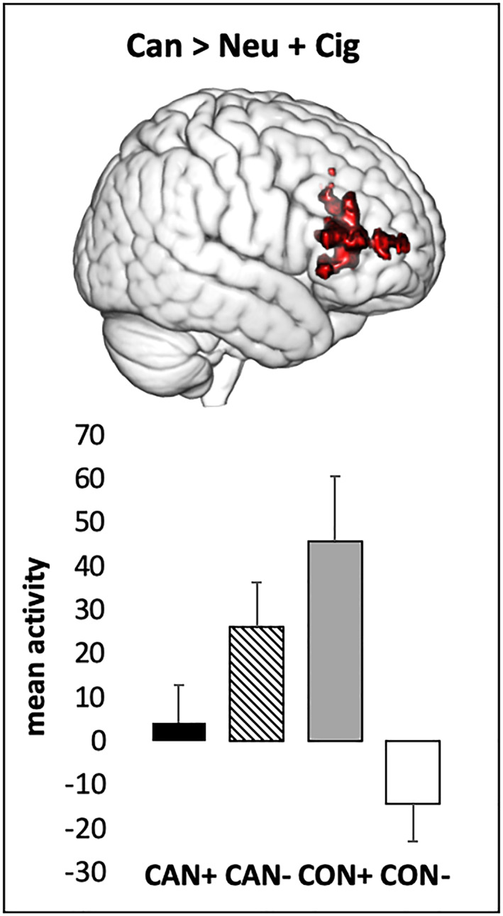 Significant interaction between cannabis and cigarette use status on cannabis cue‐induced brain activity in the frontal pole and inferior frontal gyrus (Z > 2.3, cluster‐corrected at p > .05). Mean activity extracted from the peak voxel (MNI coordinates: x = 52, y = 38, and z = 14) for the cannabis cue > cigarette + neutral cue contrast is depicted. CAN+, co‐users of cannabis and cigarettes; CAN−, cannabis‐only users; CON+, cigarette only users; CON−, nonusers of cannabis or cigarettes