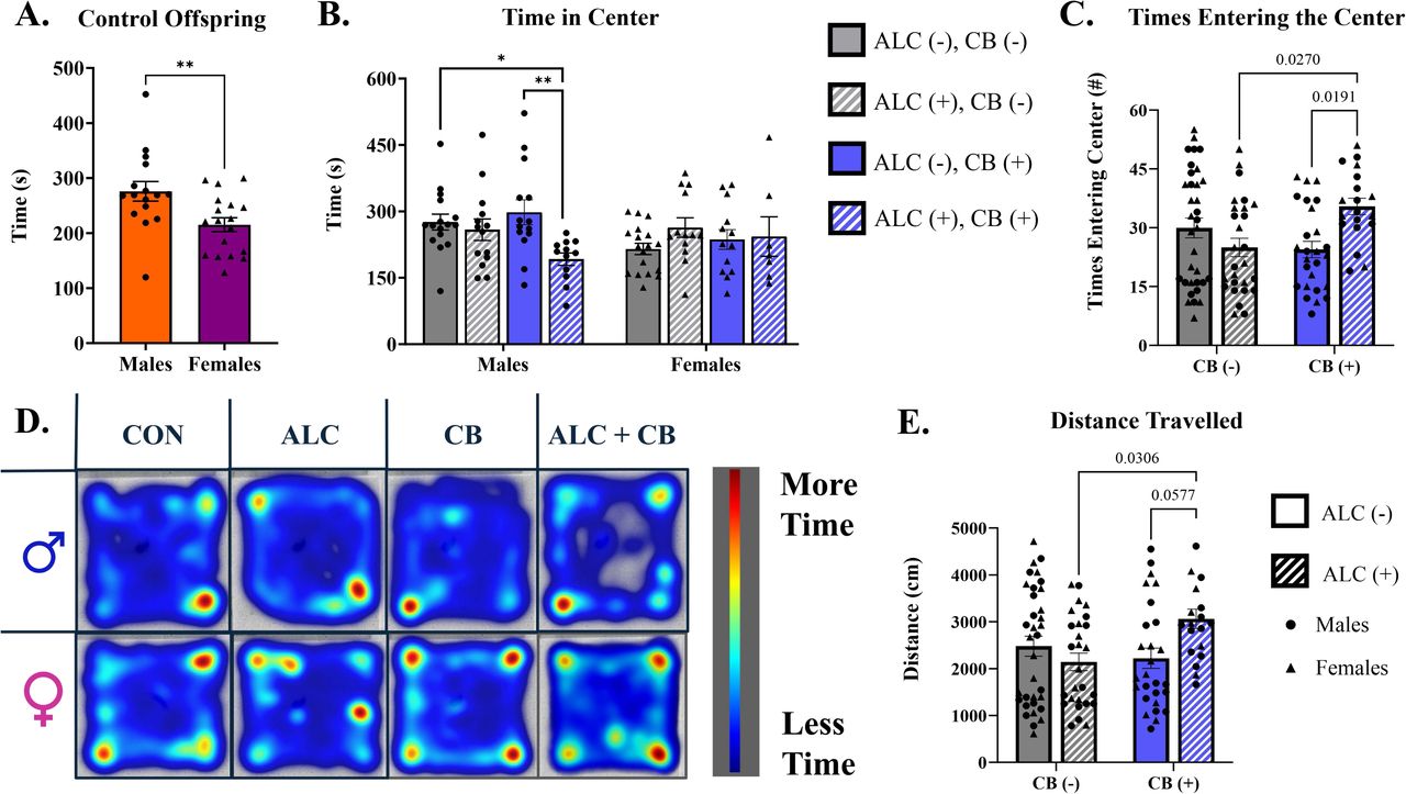 The effects of prenatal exposure on offspring open field measures.A) Among control offspring, males spent more time in the center of the open field arena than females.B) Exclusively in males, ALC+CB exposure reduces time spent in the center of the open field arena compared to CON and CB exposures. There is no effect of exposure in females.C) ALC+CB exposure increases the number of entries into the open field arena compared to single-drug exposures. P-values between pairwise comparisons are listed in graph. D) Heatmaps representing average activity patterns among exposure groups and sexes during the open field test. E) ALC+CB exposure increases the distance travelled throughout the the open field arena compared to single-drug exposures. P-values between pairwise comparisons are listed in graph.Abbreviations: CON = Control, ALC = Alcohol, CB = Cannabinoid, ALC + CB = Alcohol + Cannabinoid. Symbols: * indicates p < 0.05, ** indicates p < 0.01