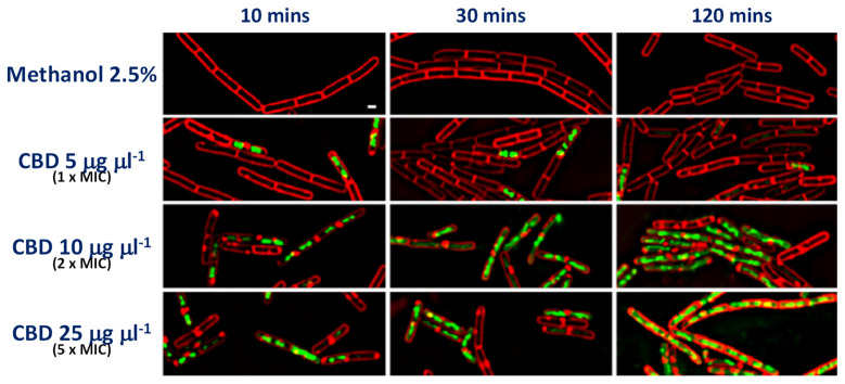 CBD induces membrane permeability in Gram-positive bacteria. Bacterial cytological profiling (BCP) assay in B. subtilis PY79 showing uptake of SYTOX™ Green dye over time in the presence of increased concentrations of CBD. Red FM 4–64 dye is used to visualize membranes. The white scale bar represents 1 µm. The authors also established that the same phenomenon occurs in S. aureus ATCC 29213. (Figure 2 is reproduced from Blaskovich et al. [11], which was published under the Creative Commons Attribution 4.0 (CC BY 4.0) International License).