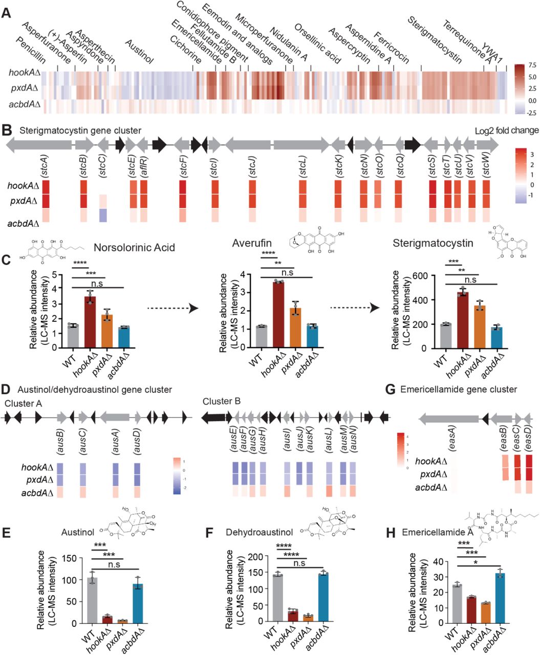 PxdA-marked motile endosomes play a role in secondary metabolite production.(A) Heatmap of log2 fold-change in gene expression between hookAΔ, pxdAΔ, and acbdAΔ and wild-type strains for genes involved in secondary metabolism for well-characterized gene clusters that have been associated with a metabolic product. (B) Schematic of sterigmatocystin gene cluster (top) and mRNA expression of genes (log2 fold-change vs wild-type) involved in synthesis of sterigmatocystin (bottom). (C) Chemical structure of compounds (top) and plots (bottom) of relative abundance of norsolorinic acid, Averufin and sterigmatocystin in wild-type, hookAΔ, pxdAΔ, and acbdAΔ strains (n = 3 biological replicates). (D) Schematic of austinol/dehydroaustinol gene cluster and mRNA expression of genes involved in synthesis of austinol/dehydraustinol (top and middle). (E and F) Chemical structures of austinol and dehydrostinol (top) and plots (bottom) of relative abundance of austinol/ dehydroaustinol relative abundance in wild-type, hookAΔ, pxdAΔ, and acbdAΔ strains (n = 3 biological replicates). (G) Schematic of emericellamide A gene clusters and mRNA expression (log2 fold-change vs wild-type) of genes involved in synthesis of emericellamide (top). (H) Chemical structure of emericellamide A (top) and plot (bottom) of relative abundance in wild-type, hookAΔ, pxdAΔ, and acbdAΔ strains. Data are represented as mean ± SD (n = 3 biological replicates). ** p < 0.01, *** p < 0.001, **** p < 0.0001, n.s (not significant) by unpaired t-test.
