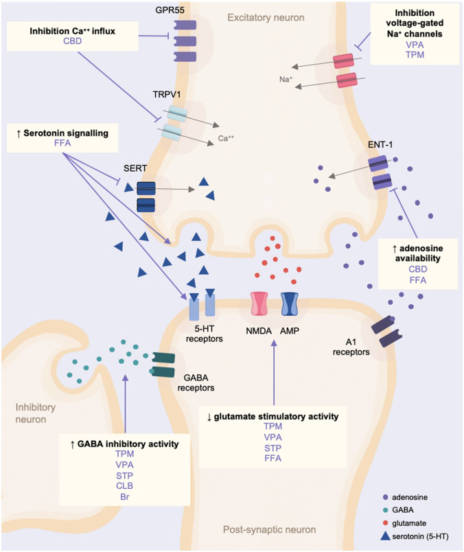 Simplified schematic of the main known mechanisms of action of the anti-seizure medications used in Dravet syndrome. Br bromide, Ca++ calcium, CBD cannabidiol, CLB clobazam, ENT-1 equilibrative nucleoside transporter 1, FFA fenfluramine, GABA gamma-aminobutyric acid, GRP55 G protein-coupled receptor 55, Na+ sodium, NMDA N-methyl-D-aspartate, SERT serotonin transporter, STP stiripentol, TPM topiramate, TRPV1 transient receptor potential vanilloid subtype 1, VPA valproate, ↑ increased, ↓ decreased
