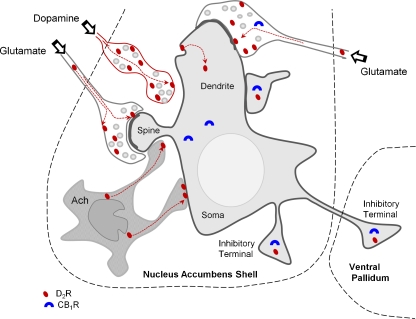 Simplified schematic diagram showing the hypothesized quinpirole-induced D2R mobilization (dashed arrows) from the plasma membrane to the cytoplasm in a postsynaptic dendrite. Block arrows indicate extrinsic glutamatergic and dopaminergic inputs. An intrinsic (cholinergic interneurons, Ach) somata is also shown to provide input to a medium spiny neuron in the Acb shell. This spiny neuron is shown as giving rise to local and extrinsic (ventral pallidum) inhibitory-type terminals expressing both the D2R and CB1R. Within this framework, locomotor inhibition would result from the heightened D2R-mediated inhibition of the release of stimulatory transmitters (glutamate and/or acetylcholine) onto a motor-activating spiny projection neuron, whose activity is further suppressed by agonist-induced activation of postsynaptic D2Rs