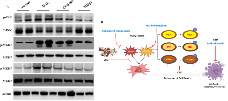 Western blot analysis of JNK, MKK7, and c-Jun signaling pathways and brief chart model of underlying mechanisms of the CBD on cell death and oxidative stress of hMSC. (A) Western blot analysis of p-JNK, JNK, p-MKK7, MKK7, p-c-Jun and c-Jun were performed using hMSC protein lysates. Actinin was used as inner control of the Western blot analysis. (B) Brief chart of pharmacological actions of the CBD via regulation of JNK/MKK7/c-Jun signaling pathway.