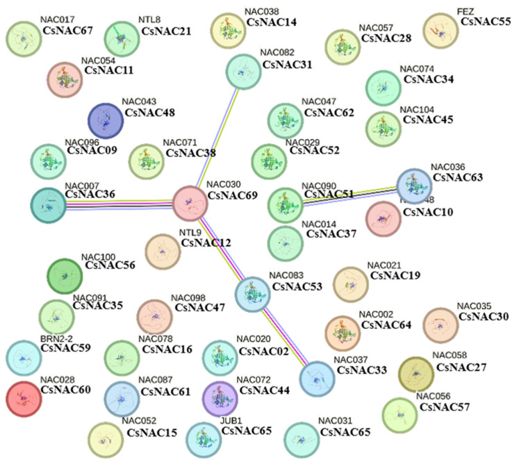 Protein–protein interactions of CsNACs visualized using the STRING 12.0 online tool with Arabidopsis thaliana as the reference genome.