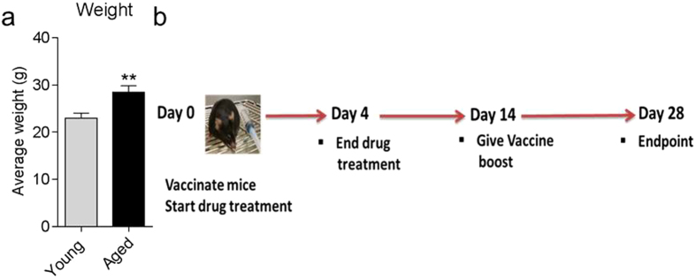 Weight of mice and immunization model.(a) Average weight of young (8 weeks old) and aged mice (20-month old) (b) P-11 vaccine immunization model. Mice were treated with CBR2 modulators 30 minutes prior to immunization with P-11 vaccine at day 0 and continued till day 4 post immunization. Animals were given a vaccine boost at day 14 with experimental endpoint at day 28. Statistical differences were determined by nonparametric Mann-Whitney U test, **p < 0.01, compared with young mice.