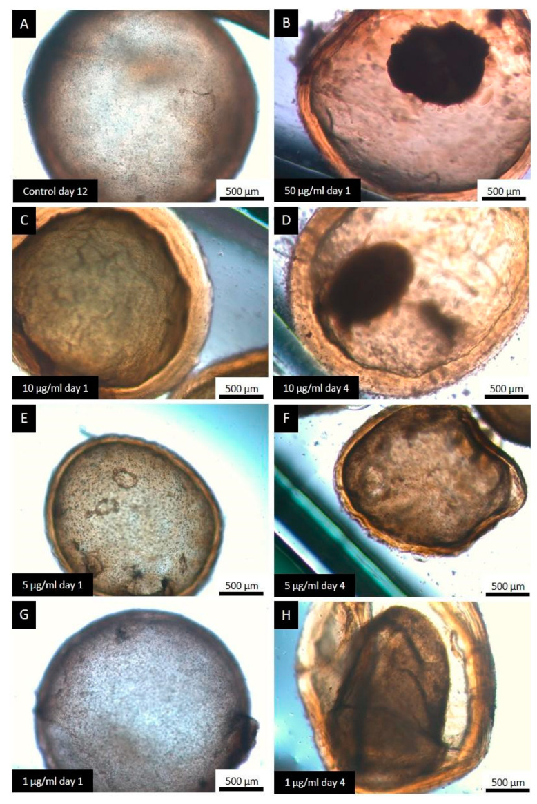 Representative images from the light microscopy of E. granulosus s.s. cysts treated with the different concentrations of CBD. Observe the normal structure of a cyst formed by an inner cellular layer (germinal layer) and an external acellular laminated layer (A), the different alterations caused by the treatment with CBD: unaltered cysts (E,G), loss of turgency (C), complete detachment of the germinal layer (B,D), and initiation of germinal layer detachment (F,H).