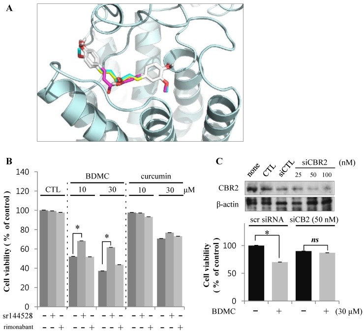 BDMC induces apoptosis of HSCs through an effect on CBR2. (A) Structure-based approach evaluating binding between curcuminoids and CBR2 using in silico modeling; (B) Cells were pre-incubated with CBR2 antagonist sr144528 (1 μM) for 2 h prior to treatment with 10 and 30 µM of BDMC or curcumin for 24 h; (C) Cells were transfected with CBR2 siRNA or control siRNA for 24 h. Data are expressed as mean ± S.D., * p < 0.05.