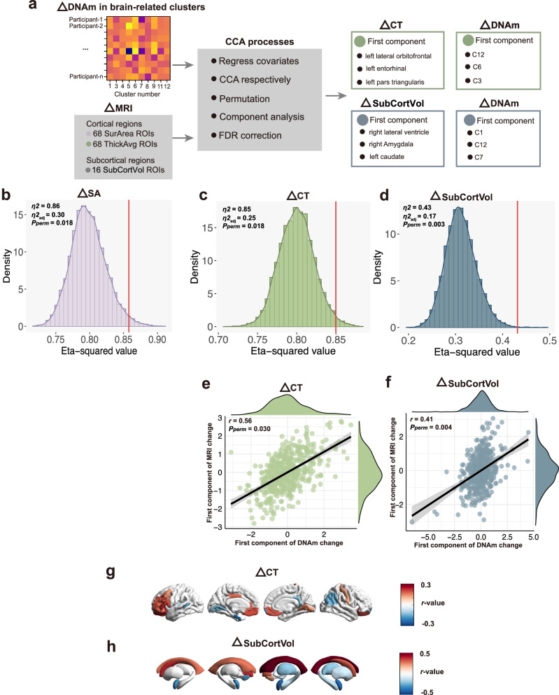 Multivariate associations between DNAm change and brain maturation.a Schematic overview of the canonical correlation analysis (CCA) linking ΔDNAm in the 10 brain-related clusters to longitudinal brain structural change (ΔMRI: Δcortical thickness (CT), Δcortical surface area (SA), Δsubcortical volume). b–d Permutation-derived η² distributions (10,000 permutations) for each CCA model. e, f Canonical correlations for the first significant component. g, h Brain maps displaying regional loadings (CCA weights) for Δcortical thickness and Δsubcortical volume components; FDR-corrected P < 0.05. Warmer colours indicate regions that load positively, cooler colours indicate regions that load negatively.