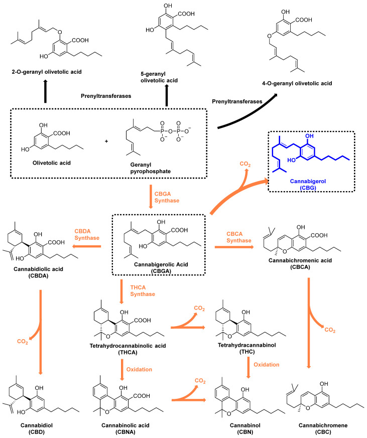Chemical structures and biosynthesis pathways of the primary cannabinoids. Cannabinoid biosynthesis is initiated with the synthesis of CBGA from Geranyl pyrophosphate and Olivetolic acid. Geranyl pyrophosphate and Olivetolic acid served as substrates for 2-O-geranyl olivetolic acid, 5-geranyl olivetolic acid, and 4-O-geranyl olivetolic acid. CBGA is the primary precursor for most of the cannabinoids. CBDA synthase directs the conversion of CBGA to CBDA [23]. Decarboxylation of CBDA yields cannabidiol (CBD) [24]. Similarly, THCA synthase facilitates the formation of tetrahydrocannabinolic acid (THCA) from CBGA [25], with subsequent decarboxylation generating tetrahydrocannabinol (THC). Interestingly, THCA can also be oxidized to cannabinolic acid (CBNA), the precursor to cannabinol (CBN). Finally, CBCA synthase and decarboxylation lead to the formation of cannabichromene (CBC) through cannabichromenic acid (CBCA), in a similar fashion as CBD and THC [26].
