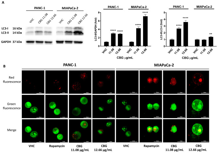 CBG stimulates autophagy in PDAC cell lines. PDAC cell lines were treated with CBG and analyzed at 48 h post-treatment. (A) The expression of LC3-I and LC3-II was assessed by Western blot. Densitometric values of LC3-II were normalized to GAPDH, which was used as loading control. Densitometric values of LC3-II were also normalized to LC3-I. Images are representative of one of three separate experiments and data are expressed as the mean ± SD of three separate experiments. ** p < 0.01, **** p < 0.0001 CBG- vs. VHC-treated cells. (B) Fluorescent microscope was used to visualize AVOs (red fluorescence) as well as the cytoplasm and nucleus (green fluorescence) after the vital staining of the cells with AO. Representative images of PANC-1 and MIAPaCa-2 cells stained with AO are shown. Rapamycin was used as positive control of autophagic induction.