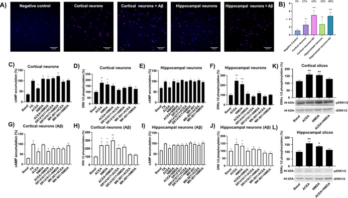 Detection of CB1R-N1 subunit complexes and assessment of functional crosstalk and neuroprotection against Aß1–42 in primary neurons. (A) Proximity ligation assay (PLA) was performed in primary cortical and hippocampal neurons from C57BL/6 mice treated or not with Aβ1–42 oligomers (500 nM, 48 h). A negative control condition omitting primary antibodies was included. Nuclei were stained with Hoechst (blue), and CB1R–NMDAR complexes appear as red puncta in confocal microscopy images (merged sections shown). Scale bar = 30 μm. (B) Quantification of PLA signal: number of red puncta per cell (r) and percentage of cells exhibiting puncta (indicated above each bar). Data are shown as mean ± SEM (n = 6). One-way ANOVA followed by Bonferroni’s post hoc test was used for statistical analysis (**p < 0.01, ***p < 0.001 vs negative control). (C–J) Functional interaction between CB1R and NMDAR was evaluated in primary cortical and hippocampal neurons from untreated (C–F) or Aβ1–42-treated (G–J) C57BL/6 mice. Cells were pretreated with selective antagonists (1 μM SR141716A (rimonabant) for CB1R or 1 μM MK-801 for NMDAR), followed by agonist stimulation (100 nM ACEA and/or 15 μM NMDA for NMDAR). Determination of cAMP levels is shown in (C, E, G) and (I). Determination of ERK1/2 phosphorylation is shown in (D, F, H, J). Data represent mean ± SEM from 8–12 independent experiments. One-way ANOVA followed by Bonferroni’s post hoc test was applied for statistical analysis (*p < 0.05, **p < 0.01, ***p < 0.001 vs forskolin (FK) in the cAMP assay or vs basal in the ERK1/2 phosphorylation assay). (K–L) ERK1/2 phosphorylation was determined in hippocampal and cortical slices of C57BL/6 mice treated with selective agonists. Data represent the mean ± SEM from six independent experiments. One-way ANOVA followed by Bonferroni’s post hoc test was applied for statistical analysis (*p < 0.05, **p < 0.01, vs basal in the ERK1/2 phosphorylation assay).