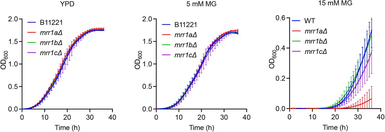 The mrr1aΔ mutant has a growth defect in high concentrations of MG, but not at 5 mM MG or in the YPD control.Growth curves of B11221 WT (blue) and its mrr1aΔ (red), mrr1bΔ (green), and mrr1cΔ (purple) derivatives in YPD (left), or YPD supplemented with 5 mM (middle), or 15 mM (right) MG. Data shown represent the mean ± SD for three independent experiments.