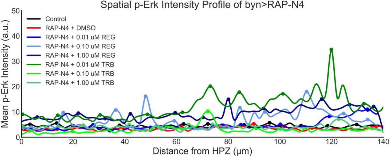 Spatial Intensity profile of phospho-ERK in regorafenib and trametinib fed byn > RAP-N4