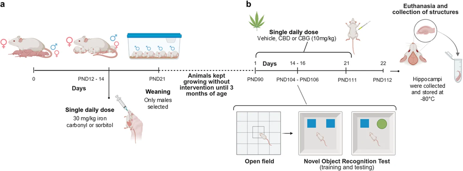 The in vivo experimental design used in the study is represented as a timeline. (a) Male pups (n = 63) from randomly distributed litters received intragastric administration of iron carbonyl (30 mg/kg/day) or vehicle (5% sorbitol in water) from postnatal days 12 to 14. After treatment, males were maintained until adulthood (3 months old), at which point they were further divided into 6 experimental groups. (b) Animals received intraperitoneal (i.p.) administration of cannabidiol (CBD 10 mg/kg/day), cannabigerol (CBG 10 mg/kg/day), or vehicle (VEH - saline with Tween 80) for 21 consecutive days (P90-P111). Behavioral evaluation included the open field and object recognition tasks (P104-P106). After completion of pharmacological treatment, the animals were euthanized, and the hippocampi were collected and stored at −80 °C for subsequent molecular analyses