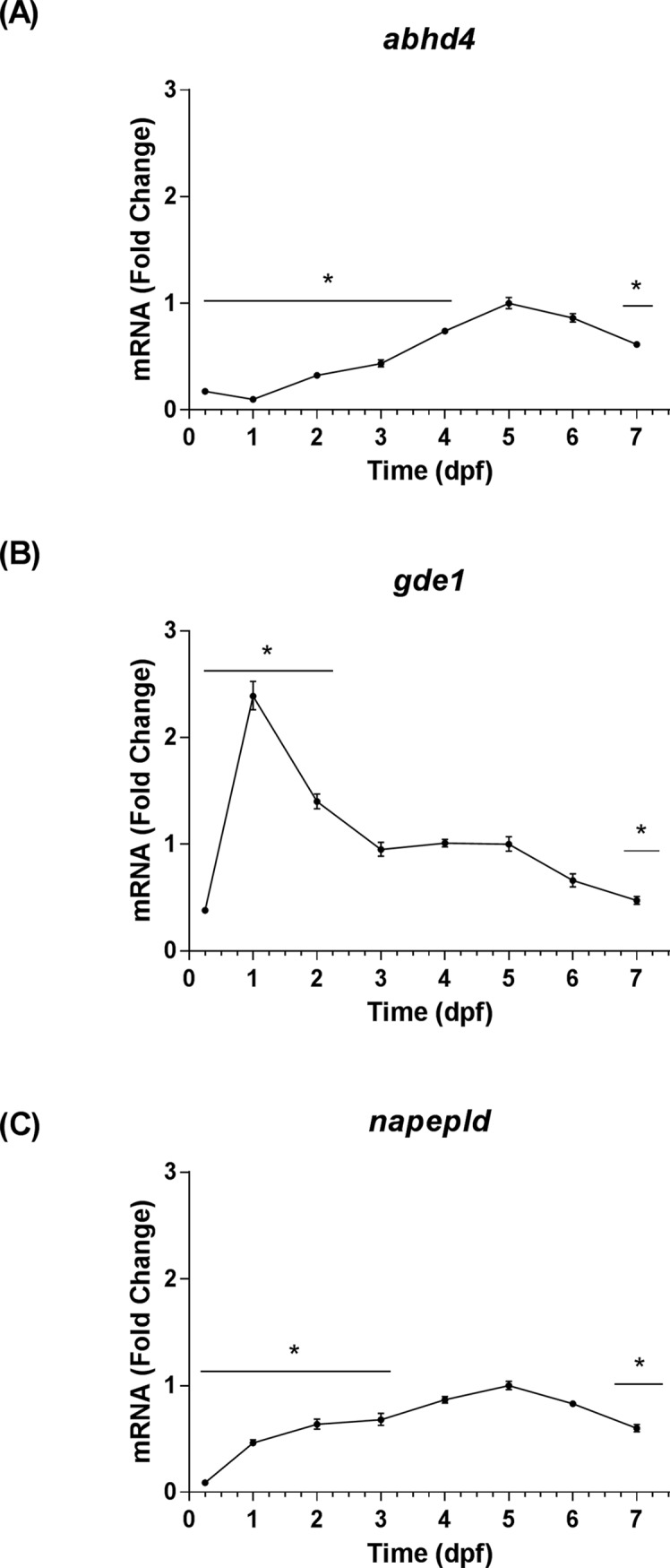 Temporal expression patterns of eCB anabolic enzyme genes.The time points on all graphs are represented as means ± 95% CI (0.25–1 dpf: 20 larvae/n, n = 3; 2–7 dpf: 10 larvae/n, n = 3). * Indicates that a group is significantly different from the 5 dpf group (Sidak's multiple comparisons test, P < 0.05). (A) The fold change of abhd4 transcript levels relative to 5 dpf as determined by qRT-PCR. (B) The fold change of gde1 transcript levels relative to 5 dpf as determined by qRT-PCR. (C) The fold change of napepld transcript levels relative to 5 dpf as determined by qRT-PCR.