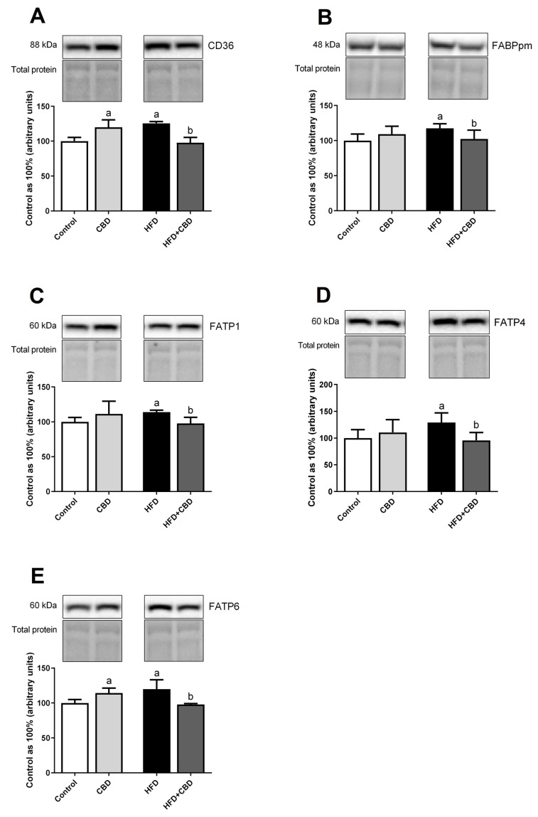 The total myocardial expression of fatty acid transport proteins, i.e., a cluster of differentiation/a scavenger receptor class B protein (SR-B2)—CD36 (A), plasma membrane fatty acid-binding protein—FABPpm (B), fatty acid transport protein 1—FATP1 (C), fatty acid transport protein 4—FATP4 (D), fatty acid transport protein 6—FATP6 (E) in the left ventricle after 2-week cannabidiol (CBD) administration in rats fed a standard diet (Control) or a high-fat diet (HFD). The protein expression was determined by Western blotting method, normalized to the total protein loading in each lane, and presented as a percentage difference in comparison to the control group, which was set at 100%. The results are expressed as mean values ± SD and are based on six independent determinations in each group. a p < 0.05 significant difference vs. control group; b p < 0.05 significant difference vs. high-fat feeding group.