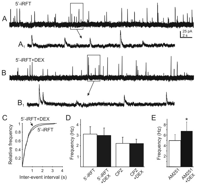 The glucocorticoid-induced increase in mIPSC frequency is blocked by TRPV1 antagonists. A. Continuous recordings of mIPSCs at a holding potential of -10 mV in the presence of the TRPV1 antagonist, 5’-iodoresiniferatoxin (5’-iRFT; 1 µM). B. The same cell after application of DEX (10 µM). A1 and B1 are temporally-expanded, 2 s sections from boxed areas of traces A and B (arrows). C. Cumulative frequency plots of data from the recording shown in A and B indicate no DEX-induced change in mIPSC inter-event interval (P>0.05; K–S test). D. The DEX-induced increase in mIPSC frequency was blocked with bath pre-application of 5’-iRFT (n=12; p>0.05) or capsazepine (CPZ; 10 µM; n=6; P>0.05). E. Application of DEX increased mIPSC frequency in the presence of the cannabinoid type 1 receptor antagonist, AM251 (20 µM; n=8; p<0.05).