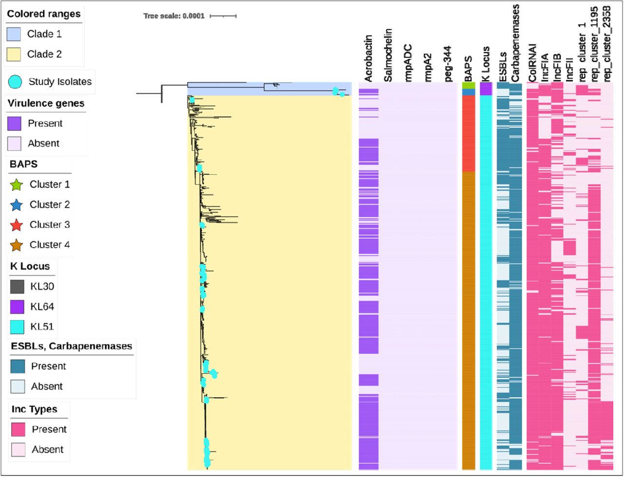 Phylogenetic relationships of ST231 Kp from India and global isolatesMidpoint-rooted maximum-likelihood core-genome phylogenetic tree of [n=616] Kp ST231 isolates from India (n= 108, marked with teal circular symbols at terminal branches) and global sources, constructed from recombination-free core SNPs using IQ-TREE 2 (http://www.iqtree.org/) with 10,000 ultrafast bootstrap replicates. Major clusters inferred using BAPS are indicated as (Clusters 1–4; colours: Pistachio, Curious Blue, Red Orange and Meteor), highlighted by coloured star symbols; study isolates spread overall [teal]. Annotated metadata tracks from inner to outer depict (i) key virulence determinants including aerobactin (iuc operon), visualized as heatmaps; (ii) BAPS clusters; (iii) capsule locus types, with KL51 predominating; (iv) plasmid replicon content (e.g., IncFIA, IncFIB); (v) presence/absence of ESBL genes (e.g., blaCTX-M-15); (vi) carbapenemase genes (e.g., blaOXA-232). The figure was generated and annotated using iTOL (https://itol.embl.de/). Branch lengths represent nucleotide substitutions per site, with the scale bar (0.001 substitutions/site) providing a reference for evolutionary divergence.
