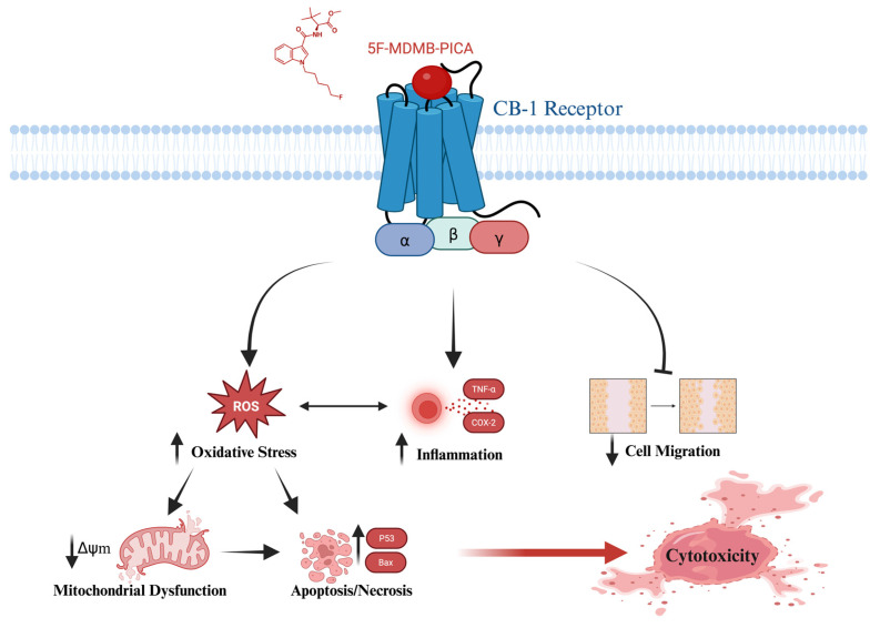 Graphical abstract of the proposed cytotoxic mechanism for the synthetic cannabinoid, 5F-MDMB-PICA on U87-MG cells. Cannabinoid Receptor 1 (CB-1); Reactive Oxygen Species (ROS); Tumor Necrosis Factor- alpha (TNF-α); Cyclooxygenase-2 (COX-2); Mitochondrial Membrane Potential (Δψm); Cellular Tumor suppressor gene (P53); Bcl-2 associated X (Bax).