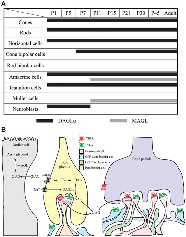 Comparison of DAGLα and MAGL retinal localization. (A) summary of the retinal localization of DAGLα (black bars) and MAGL (gray bars) over the postnatal development. (B) schematic illustration representing the localization and the hypothetical mechanism of action on synapses in the adult rat retina. The hydrolysis of membrane phospholipids into diacylglycerol (DAG) by phospholipase C (PLC) is promoted by the activation of Gq/11 –coupled metabotropic receptors (mGluR) and/or by intracellular Ca2+ elevation. DAG is then conversed into 2-AG by DAGLα. 2-AG can bind to CB1R and/or CB2R present on retinal cells. 2-AG is later catabolized to arachidonic acid (AA) and glycerol by the enzyme MAGL present in the Müller cells. The panel B is partly based on results from Zabouri et al. (2011a) and Cécyre et al. (2013).