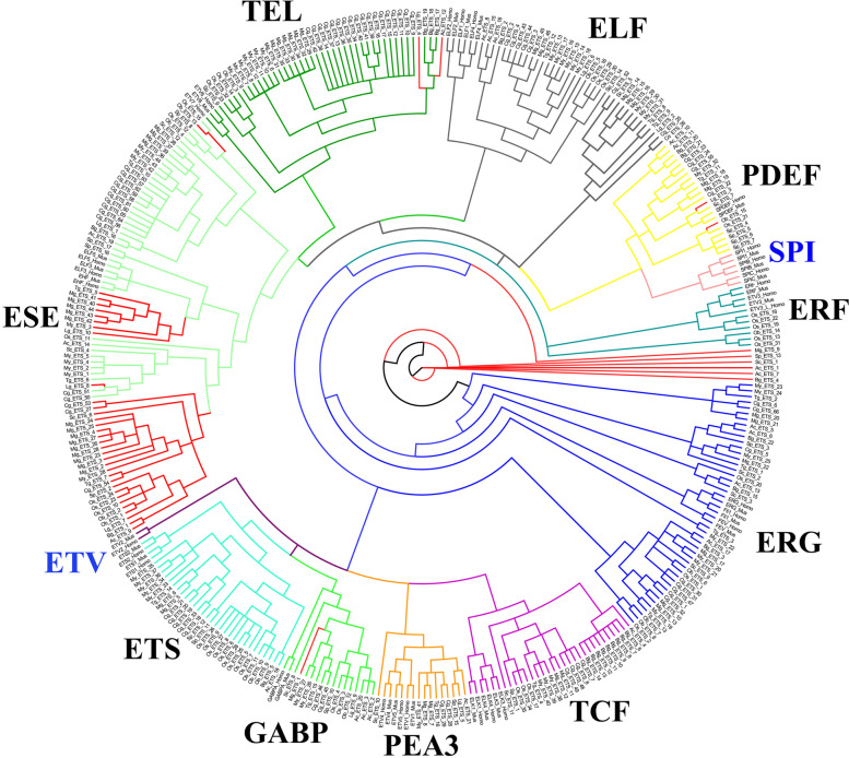 Phylogenetic analysis of ETS proteins of human, mice and eleven mollusks using BI analysis. Different branch colors indicate different subfamilies, and red branches represent unclassified families due to domain missing or no matching similar reference sequences. The blue fonts represent the absence of the subfamily in mollusks