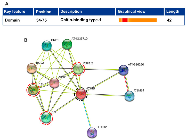 The predicted chitin-binding type 1 domain and protein-protein interaction of Arabidopsis chitinase gene ATHCHIB (homolog of pepper chitinase CaChiIII7). (A) predicted chitin-binding type 1 domain was identified using online tool Conserved Domain Database (CDD) https://www.ncbi.nlm.nih.gov/cdd [59]. (B) As a query sequence ATHCHIB (AT3G12500.1) was used for protein-protein interaction using the online tool STRING (https://string-db.org/). Note: the black encircled protein shows the query sequence, and the red encircled one shows other interactive defense-related proteins.