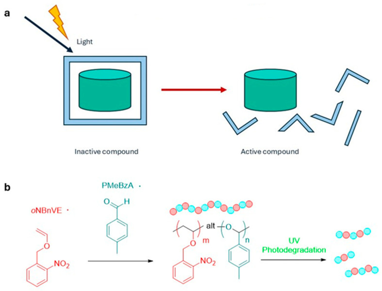 (a) Photodegradation control. Polymeric carriers embedding photocleavable units in their backbone undergo light-induced bond scission, fragmentation, or porosity increase, providing on-demand, tunable drug release; (b) Design and UV-triggered degradation of an o-nitrobenzyl-functionalized acetal copolymer. An o-nitrobenzyl vinyl ether (oNBnVE) monomer is copolymerized with p-tolualdehyde (pMeBzA) to form an alternating acetal backbone bearing photo-deprotectable oNBn pendants. UV irradiation induces oNBn cleavage, generating hemiacetal units that trigger rapid polymer degradation into low-molecular-weight products [32].