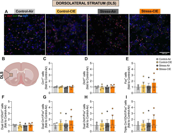 Neither predator odor stress nor chronic intermittent ethanol (CIE) exposure altered the percentage of Cnr1+, Drd1+, or Fos+ cells, or their colocalizations, in the dorsolateral striatum (DLS). (A) Representative images of DLS cells from the different experimental groups expressing Cnr1 (in red), Drd1 (in green), and Fos (in white), plus DAPI (in blue). (B) Diagram of a mouse brain, with DLS highlighted (Created with BioRender.com). Percentage (fold to Control-Air) of Cnr1+ cells (C), Drd1+ cells (D), Fos+ cells (E), dual Cnr1/Drd1+ cells (F), dual Cnr1/Fos+ cells (G), dual Drd1/Fos+ cells (H), and triple Cnr1/Drd1/Fos+ cells (I). Generalized Linear Model Analysis did not detect any effects of CIE, Stress, or interaction between these factors for any of the assessed variables. Data are shown as estimated marginal means ± pooled standard errors, with individual data points overlaid as scatter plots.