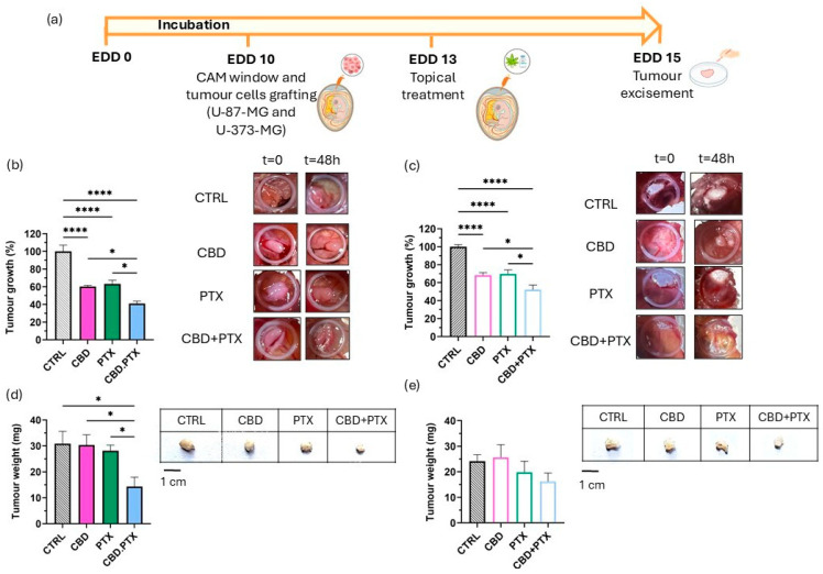 Evaluation of the antitumour effects of CBD, PTX, and their combination (in solution) in the HET-CAM model using U-87 MG and U-373 MG glioma-derived tumours. (a) Experimental timeline for the in ovo HET-CAM model using U-87 MG and U-373 MG glioma-derived tumours; (b,c) Tumour area analysis 48 h post-treatment referred to EDD13 (day of treatment), along with representative images for each treatment group at EDD13 and EDD15 (48 h post-treatment) of the U-87 MG and U-373 MG tumours formed on the CAM membrane, respectively. Results were normalized to untreated control tumours and expressed as mean ± SEM (N ≥ 5); (d,e) Tumour weight analysis 48 h after treatment, along with representative images for each treatment group of excised U-87 MG and U-373 MG tumours, respectively. Scalebar: 1 cm. Statistical analysis: one-way ANOVA followed by a post hoc Tukey’s multiple comparison test. * p < 0.05; **** p < 0.0001.