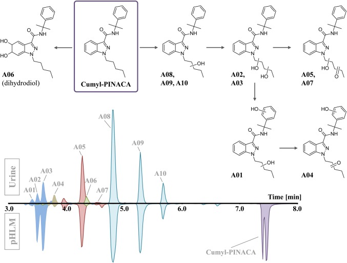 Postulated phase I main metabolites of Cumyl-PINACA as detected in urine after oral ingestion in a volunteer. The corresponding signals obtained by analysis of pooled human liver microsome (pHLM) samples are given for comparison. The position of the dihydrodiol function at the indazole ring for A06 is exemplary and was not confirmed