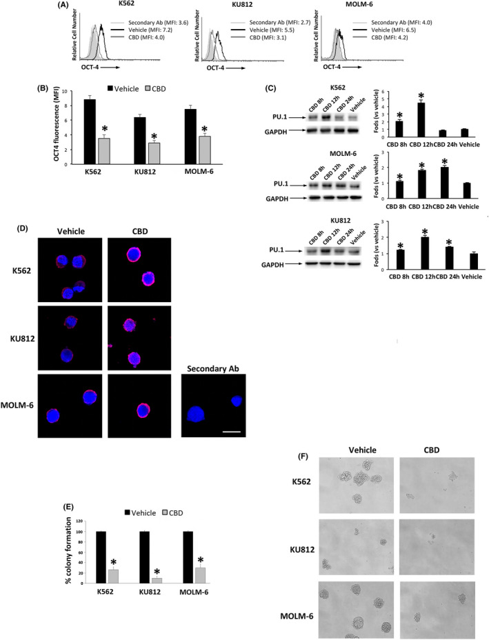 CBD changes the expression of differentiation markers. A, OCT‐4 expression by FACS in CML cells treated for 24 h with CBD at IC50 dose or vehicle. Data are representative of three separate experiments. MFI, mean fluorescence intensity. B, Statistical analysis of the MFI values of panel A. Data are the mean ± SD of three experiments. *P < .05 vs vehicle. C, Western blot analysis of PU.1 in CML cells treated with CBD at IC50 dose or vehicle for different times. Blots are representative of three experiments. GAPDH was used as loading control. Folds represent changes respect to vehicle. Data are the mean ± SD of three experiments. *P < .05 vs vehicle. D, PU.1 expression by confocal microscopy. Images are representative of three experiments. Bar = 20 µm. E, Colony formation assay in CML cells treated with CBD (IC50 dose) for 24 h and then plated in Methocult for 10 d. Data are the mean ± SD of three experiments. *P < .05 vs vehicle‐treated cells. F, Representative images of the colony formation in CML cells treated as above described. Magnification = 10×