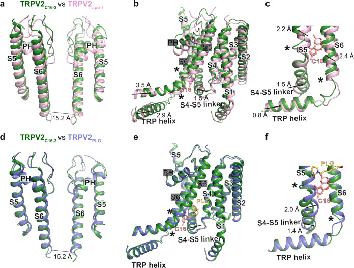 C16-induced conformational changes.Overlay of the (a-c) TRPV2C16-2 (dark green) and TRPV2apo-1 (PDB-ID: 6U84, pink) and (d-f) TRPV2C16-2 (dark green) and TRPV2PLG (PDB-ID: 6WKN, purple) structures based on global tetramer alignment. a-c Membrane views of TRPV2C16-2 and TRPV2apo-1 showing (a) two opposite S5-PH-S6 units, (b) a single subunit (S1-S5) and an adjacent subunit (showing S5-PH-S6-TRP helix), and (c) the local changes around the suggested C16 binding site. d-e Membrane views similar to a-c comparing TRPV2C16-2 and TRPV2PLG. Arrows indicate movements of TRPV2C16-2 relative to TRPV2apo-1 and TRPV2PLG, respectively. Local conformational changes are highlighted with stars. C16 is displayed as pink sticks in b, c and e, f.