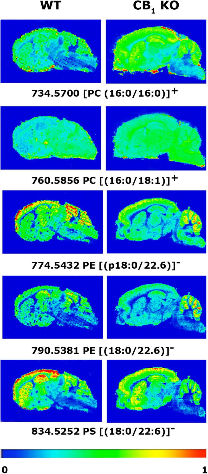 MALDI-IMS images representing the different lipid species that showed statistically significant differences in the detection intensities between WT and CB1 KO mice. The spectra were recorded with 150 μm spacing. Ten shots at each point were accumulated. Laser fluency was set at 15 μJ.