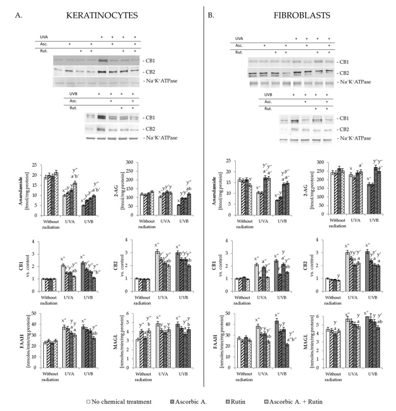 The changes in endocannabinoid system measured as the level of endocannabinoids (anandamide and 2-AG), expression of their receptors (CB1 and CB2) and activity of their degrading enzymes (FAAH and MAGL) in keratinocytes (A) and fibroblasts (B) exposed to UVA (30 J/cm2 and 20 J/cm2, respectively) and UVB irradiation (60 mJ/cm2 and 200 mJ/cm2, respectively) and treated with rutin (25 µM) and ascorbic acid (100 µM). Mean values ± SD of three independent experiments are presented. x significant differences vs. non-treated group, respectively (x for p < 0.05; x′ for p < 0.005, x″ for p < 0.0005); y significant differences vs. group without chemical treatment, respectively (y for p < 0.05; y′ for p < 0.005, y″ for p < 0.0005); a significant differences vs. ascorbic acid-treated group, respectively (a for p < 0.05; a′ for p < 0.005, a″ for p < 0.0005); b significant differences vs. rutin-treated group, respectively (b for p < 0.05; b′ for p < 0.005, b″ for p < 0.0005); + indicates the cells treatment in each case.
