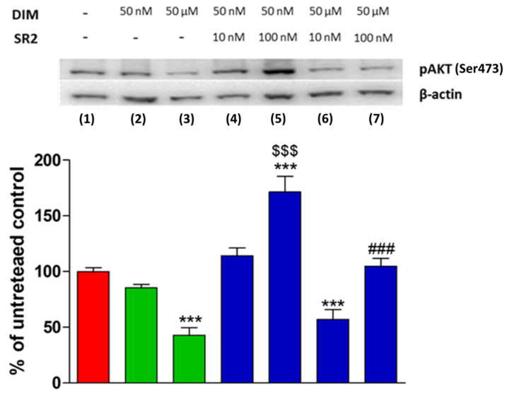 Western blot analysis of phosphor-AKT (Ser473) levels in PC3 cells. The effects of different concentrations of DIM alone and in the presence of different concentrations of the CB2 receptor antagonist SR2 are shown. Levels are normalized to actin internal loading control and expressed as a percentage compared to untreated control cells. Each data point is the mean percentage value ± S.E.M. (n = 3). *** p < 0.001 vs. CTRL (1), $$$ p < 0.001 vs. DIM 50 nM (2), ### p < 0.001 vs. DIM 50 µM (3). (one-way ANOVA analysis of variance with Tukey’s post hoc analysis).