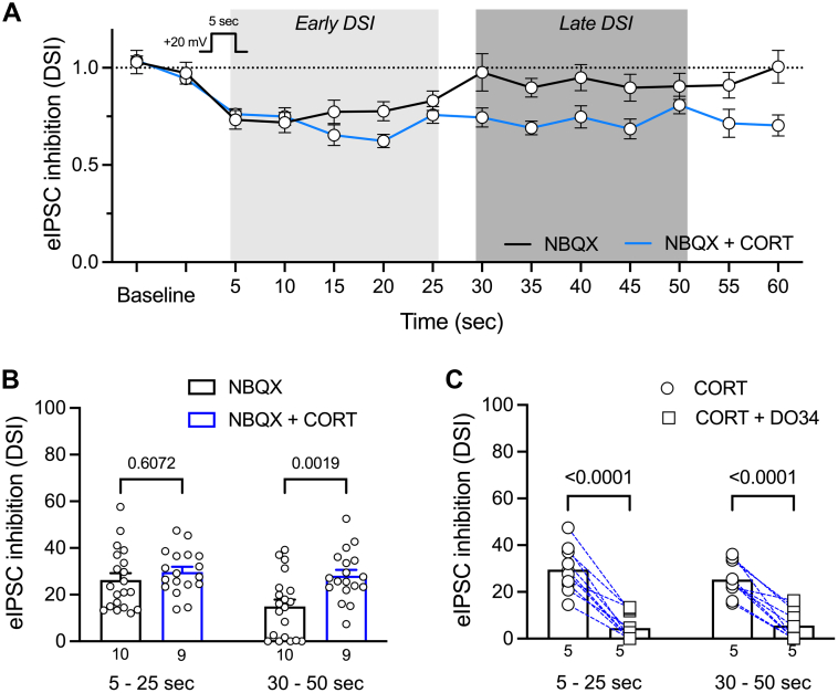 CORT prolongs CB1R activation by stimulating 2-AG synthesis. (A) Summary of DSI (+20 mV for 5 seconds) in vlPAG slices from naive rats without drug exposure (black line; n = 20 recordings from 10 rats) and after CORT 1 μM (blue line; n = 18 recordings from 9 rats). (B) Quantification of inhibition of eIPSC amplitudes during early and late time windows (respectively after 5–25 and 30–50 seconds after the depolarization step). Two-way repeated-measures ANOVA; main effect of drug: F(1,36) = 5.94, P = .02; main effect of time: F(1,36) = 13.82, P = .0007; interaction: F(1,36) = 7.77, P = .0084; Sidak’s multiple comparisons, P values on graph. (C) Quantification of inhibition of eIPSC amplitudes during early and late time windows on slices exposed to CORT 1 μM with or without coexposure of DO34 1 μM (n = 10 recordings from 5 rats). Two-way repeated-measures ANOVA; main effect of drug: F(1,18) = 50.71, P < .0001; main effect of time: F(1,18) = 1.81, P = .20; interaction F(1,18) = 5.25, P = .034; Sidak’s multiple comparisons, P values on graph. Error bars represent SEM, dots indicate individual recordings, and numbers represent the number of rats represented per bar.