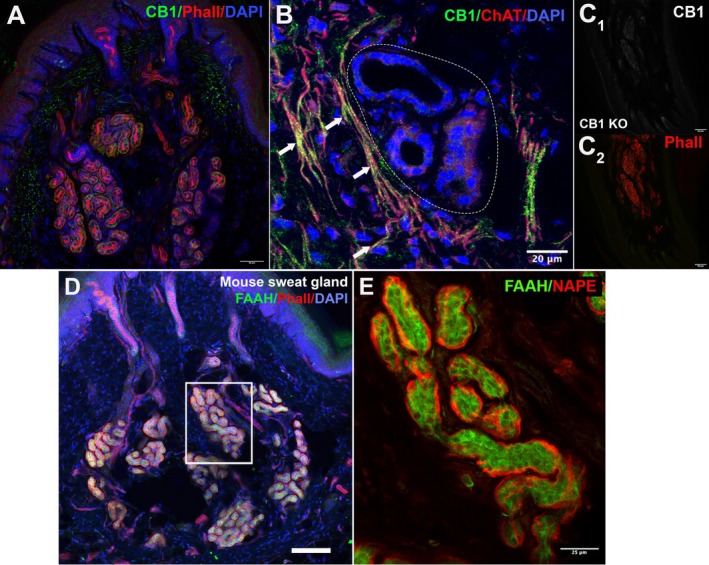 Cannabinoid‐related protein expression in the mouse walking pad. (A) The transverse section of the mouse footpad shows the coiled eccrine sweat glands as well as several ducts penetrating the epithelial layer. CB1 receptors (green) are seen chiefly in axon‐like processes around the glands. F‐Actin label Phalloidin (Phall, red) and nuclear marker DAPI (blue) are included as structural counterstains. (B) Arrows indicate that CB1 co‐stains with cholinergic marker choline acetyltransferase (ChAT) in axons adjoining the gland. (C) The upper panel shows CB1 staining in the CB1 knockout walking pad. The lower panel shows corresponding phalloidin (red) to identify sweat glands. (D) Staining for FAAH (green) appears in acinar cells. (E) The inset shows FAAH (green) and NAPE (red) staining. Scale bars: A, C–D = 50 μm, B = 20 μm, E = 25 μm.