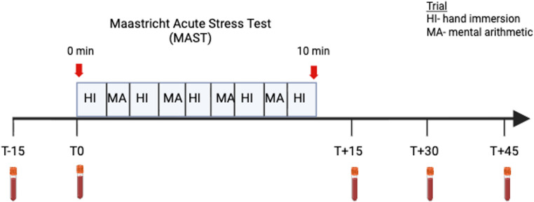 MAST paradigm. Participants alternate between HI trials lasting varying durations between 60 and 90 s, and MA trials for the 10-minute duration of the task