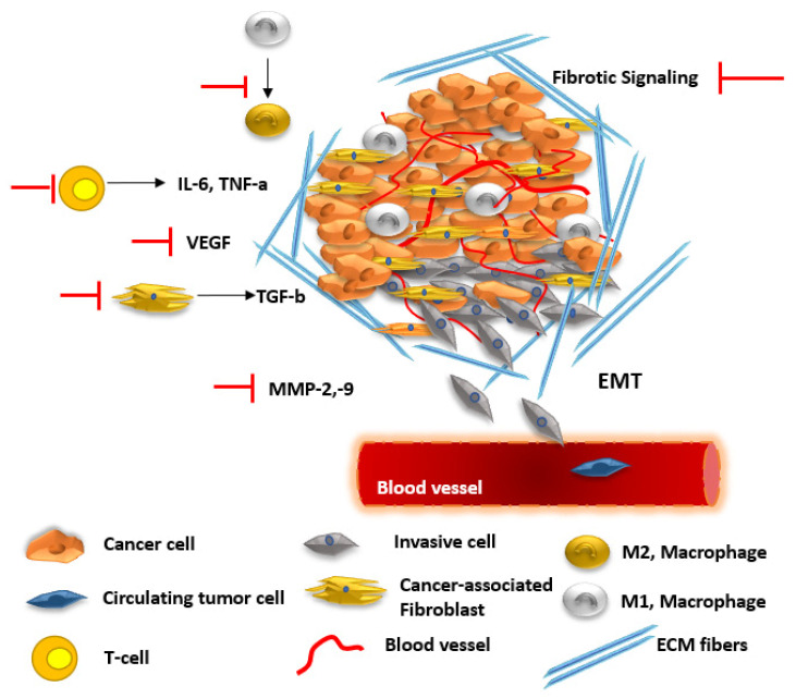 The effects of CBD and THC on the tumor microenvironment (TME). CBD suppresses pro-inflammatory cytokines (e.g., IL-6, TNF-α), helping reduce chronic inflammation associated with tumor progression. CBD also influences macrophage polarization by shifting towards the M1, antitumor phenotype (shifting M2→M1 phenotype). THC can also be immunosuppressive at high doses, reducing T cell activation and cytokine production. Both CBD and THC reduce angiogenesis by downregulating VEGF and MMPs. CBD impairs EMT and downregulates MMP-2/9, limiting cancer cell migration and invasion. Limited research suggests that cannabinoids may reduce fibrotic signaling and modulate stromal support for tumors, potentially altering tumor stiffness and invasiveness. Cancer-Associated Fibroblasts, CAFs; Cannabidiol, CBD; interleukin-6, IL-6; epithelial–mesenchymal transition, EMT; matrix metalloproteinases, MMPs; tumor necrosis factor alpha, TNF-α; Δ9-Tetrahydrocannabinol, THC; vascular endothelial growth factor, VEGF [190,191,192].