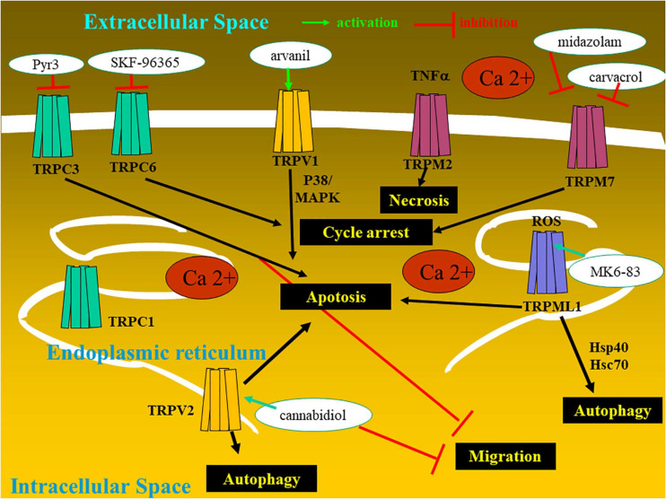Glioma cell with the expression of transient receptor potential (TRP) ion channels and the therapeutic potentialities.
